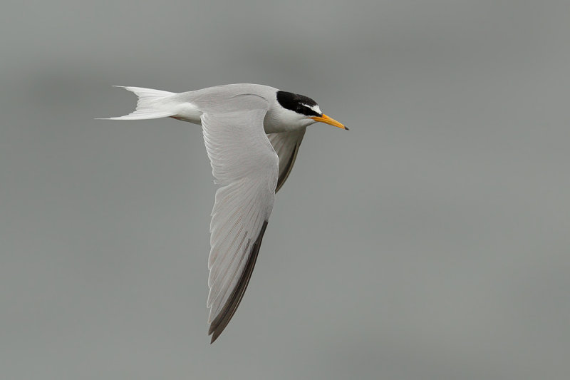 Little Tern (Sternula albifrons or Sterna albifrons)