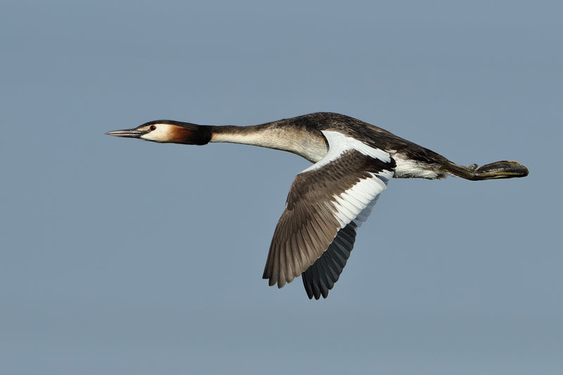 Great Crested Grebe (Podiceps cristatus)