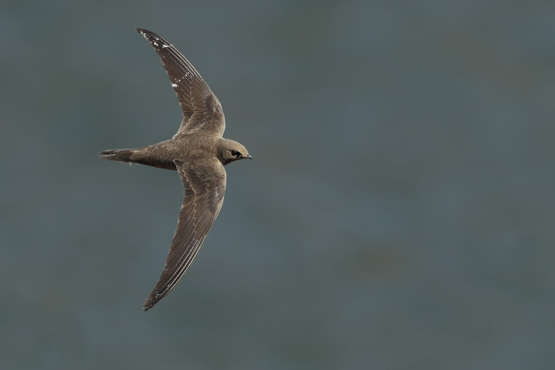 Alpine Swift (Tachymarptis melba) 