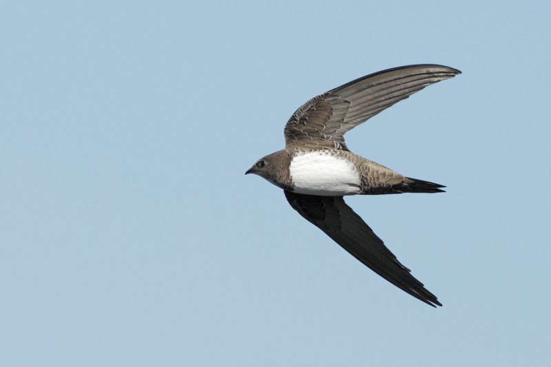 Alpine Swift (Tachymarptis melba) 