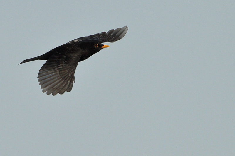 Blackbird  (Turdus merula)