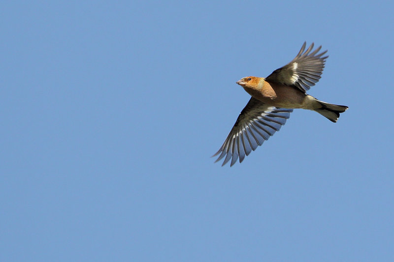 Common Chaffinch (Fringilla coelebs) 