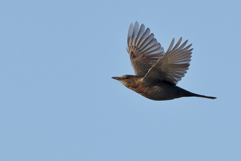 Blackbird  (Turdus merula)