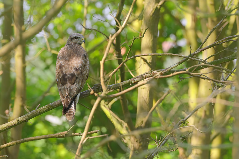 Common Buzzard (Buteo buteo) 