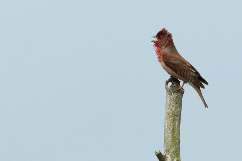 Common Rosefinch (Carpodacus erythrinus)