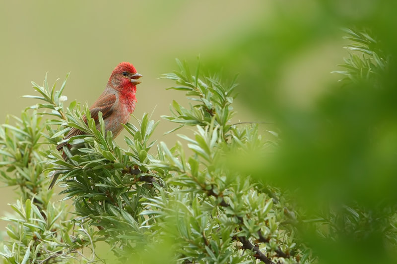 Gallery Common Rosefinch