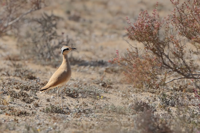 Cream-coloured Courser  (Cursorius cursor ssp. bannermani)