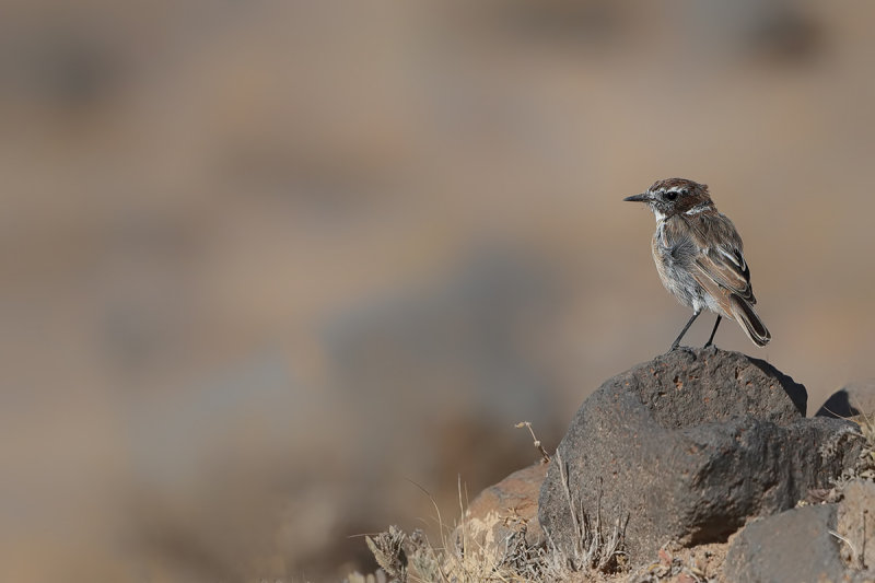 Canary Islands stonechat (Saxicola dacotiae)