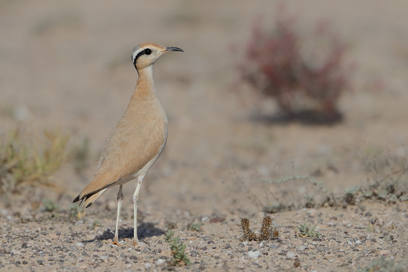 Cream-coloured Courser  (Cursorius cursor ssp. bannermani)