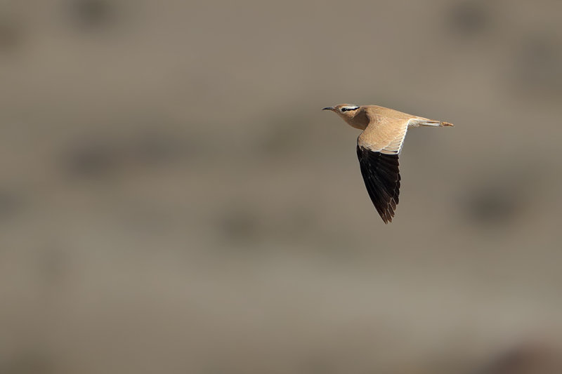 Cream-coloured Courser  (Cursorius cursor ssp. bannermani)