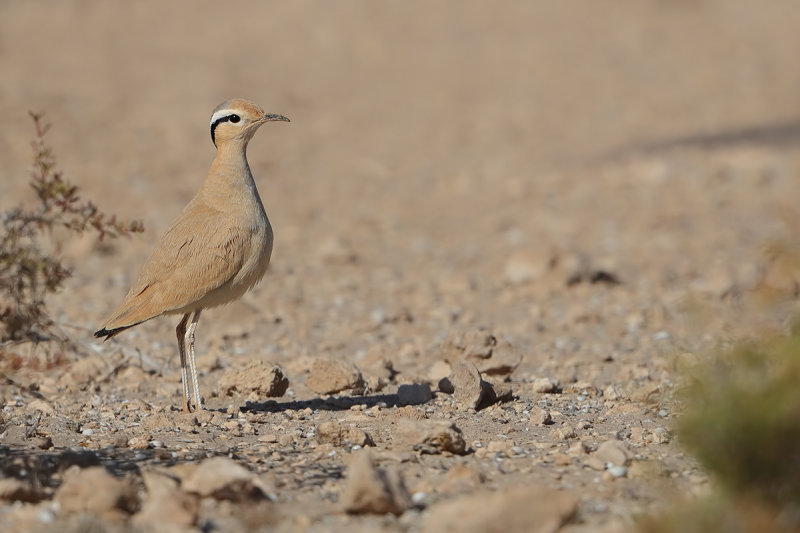 Cream-coloured Courser  (Cursorius cursor ssp. bannermani)