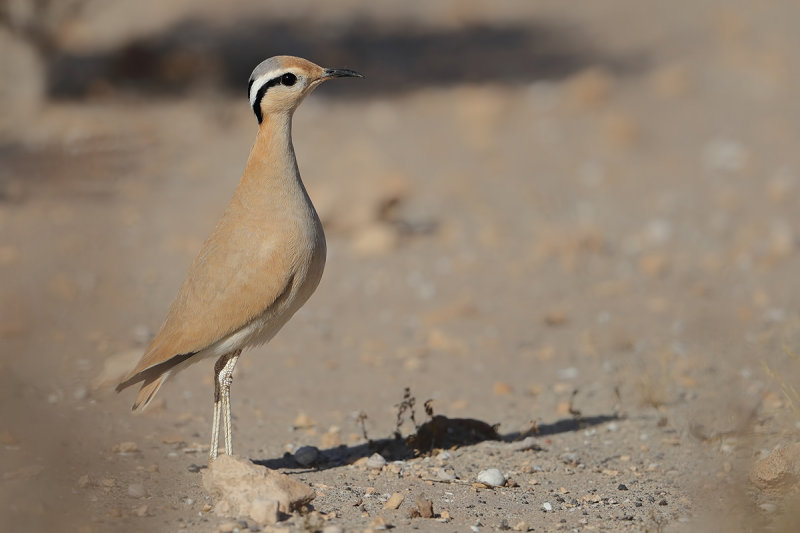 Cream-coloured Courser  (Cursorius cursor ssp. bannermani)