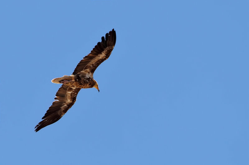 Canarian Egyptian Vulture (Neophron percnopterus majorensis)