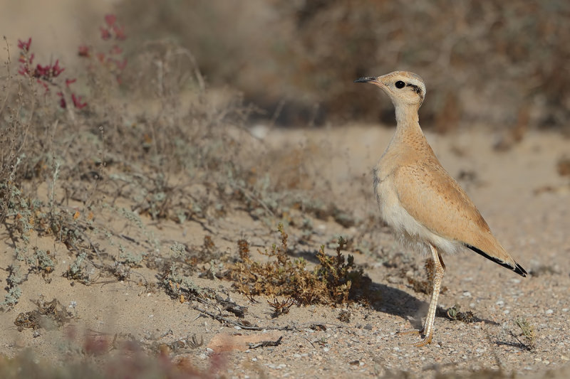 Cream-coloured Courser  (Cursorius cursor ssp. bannermani)