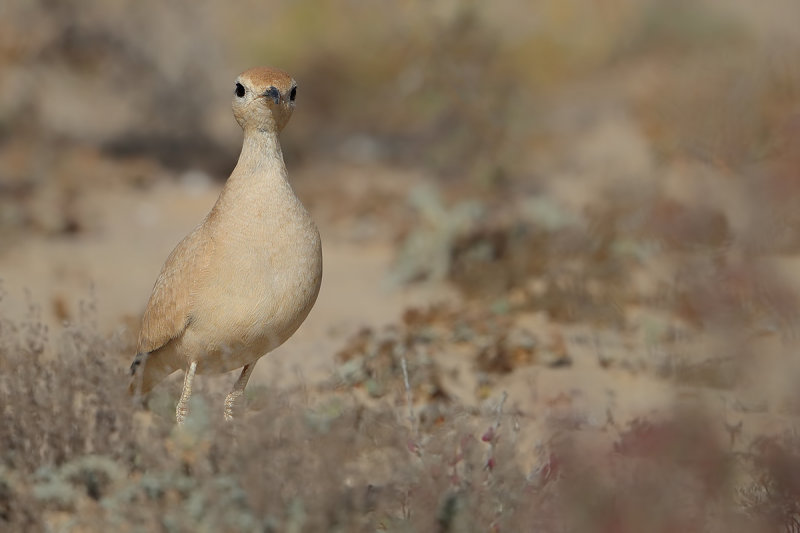 Cream-coloured Courser  (Cursorius cursor ssp. bannermani)