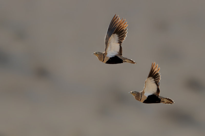 Black-bellied sandgrouse (Pterocles orientalis)