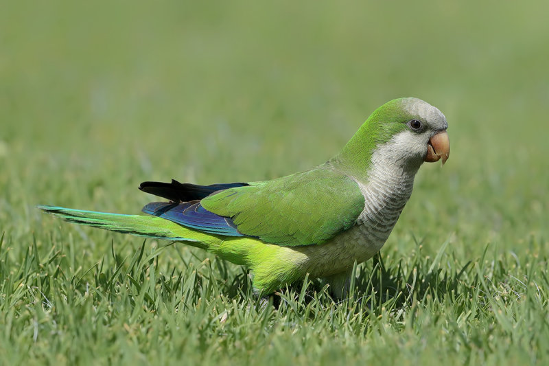 Monk Parakeet aka Quaker Parrot (Myiopsitta monachus)