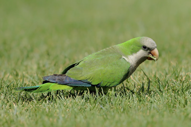 Monk Parakeet aka Quaker Parrot (Myiopsitta monachus)