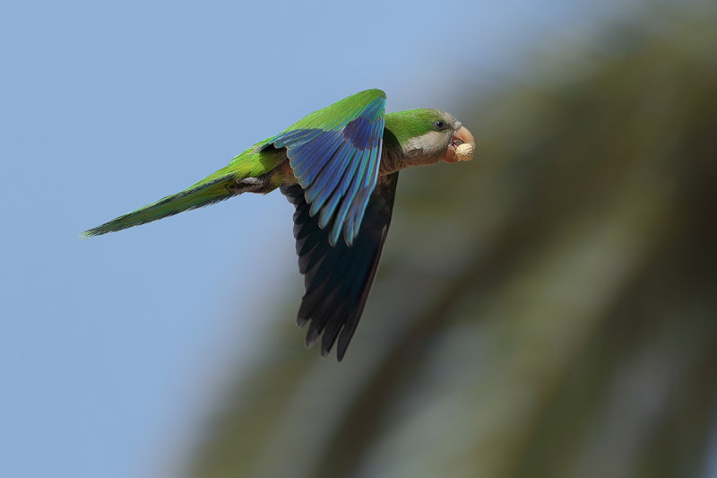 Monk Parakeet aka Quaker Parrot (Myiopsitta monachus)