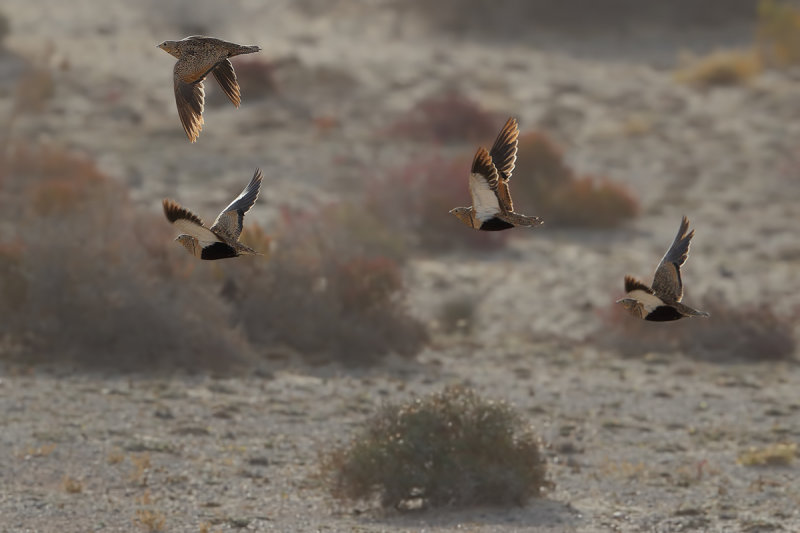 Black-bellied sandgrouse (Pterocles orientalis)