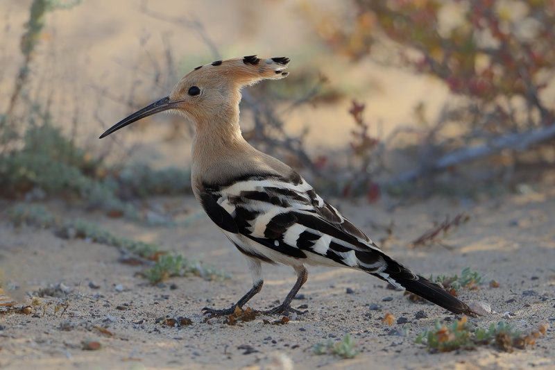 Hoopoe (Upupa epops)