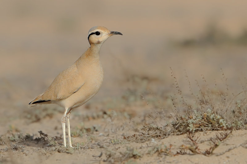 Cream-coloured Courser  (Cursorius cursor ssp. bannermani)