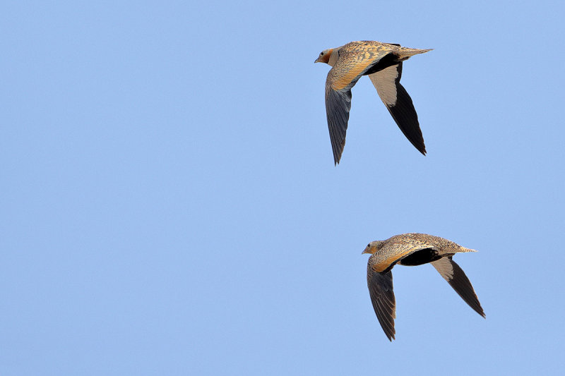 Black-bellied sandgrouse (Pterocles orientalis)