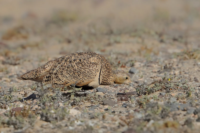 Black-bellied sandgrouse (Pterocles orientalis)