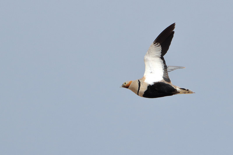 Black-bellied sandgrouse (Pterocles orientalis)