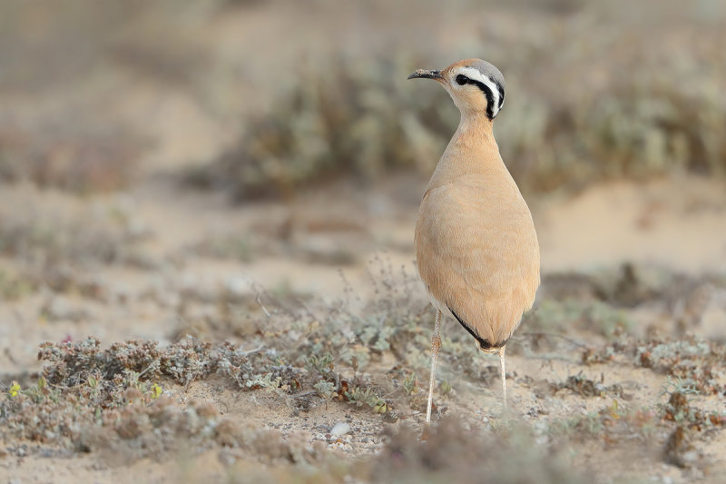 Cream-coloured Courser  (Cursorius cursor ssp. bannermani)