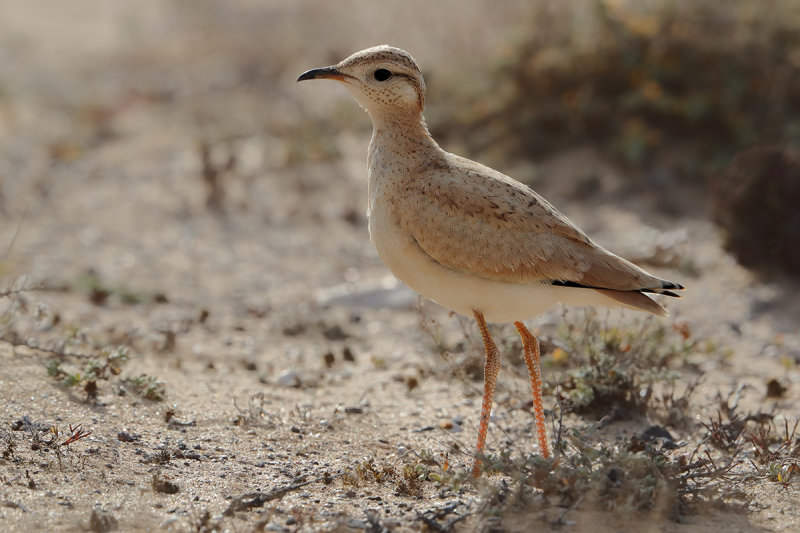 Cream-coloured Courser  (Cursorius cursor ssp. bannermani)