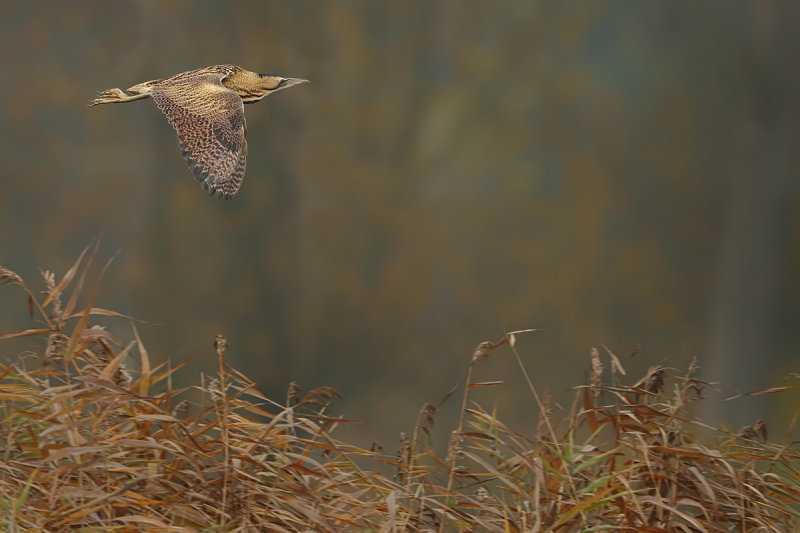 Great Bittern (Botaurus stellaris)