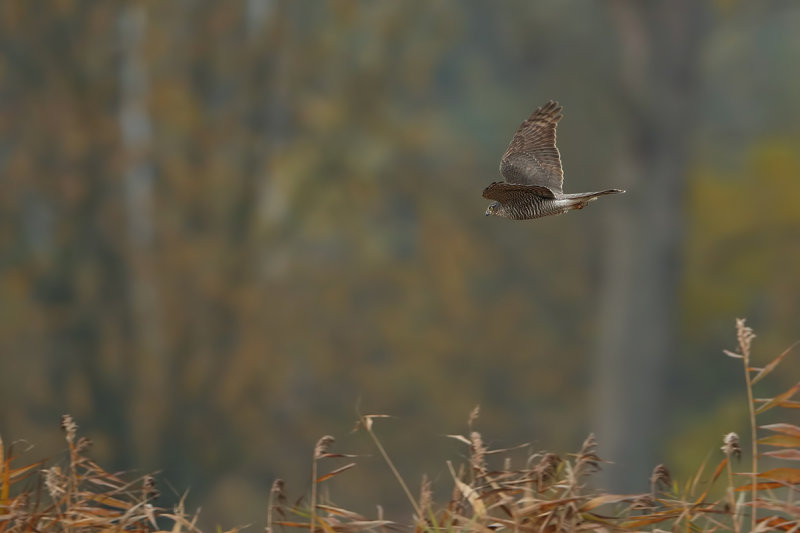 Eurasian Sparrowhawk (Accipiter nisus)