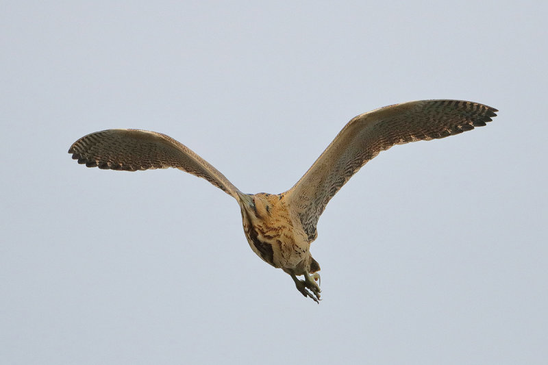 Great Bittern (Botaurus stellaris)