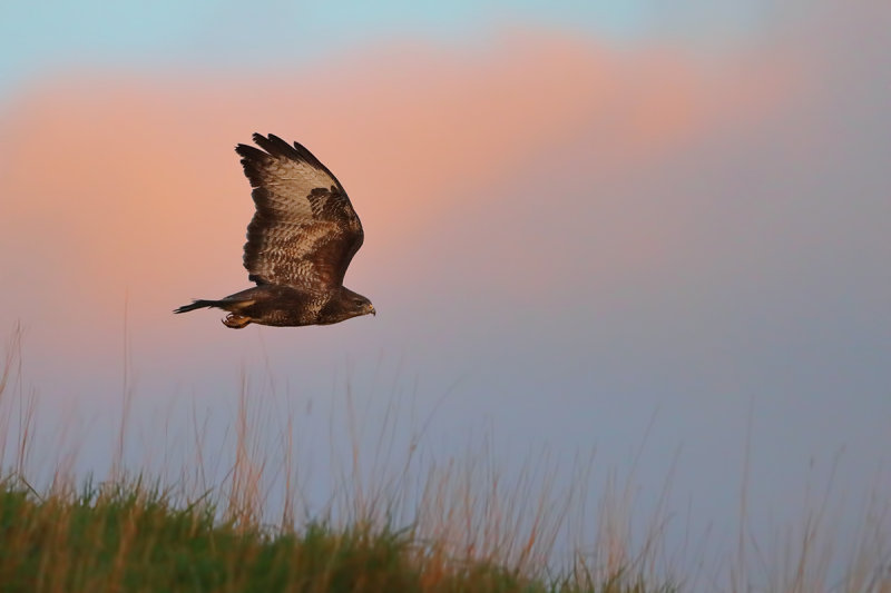Common Buzzard (Buteo buteo) 