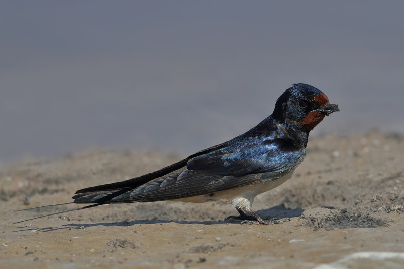 Barn Swallow (Hirundo rustica)