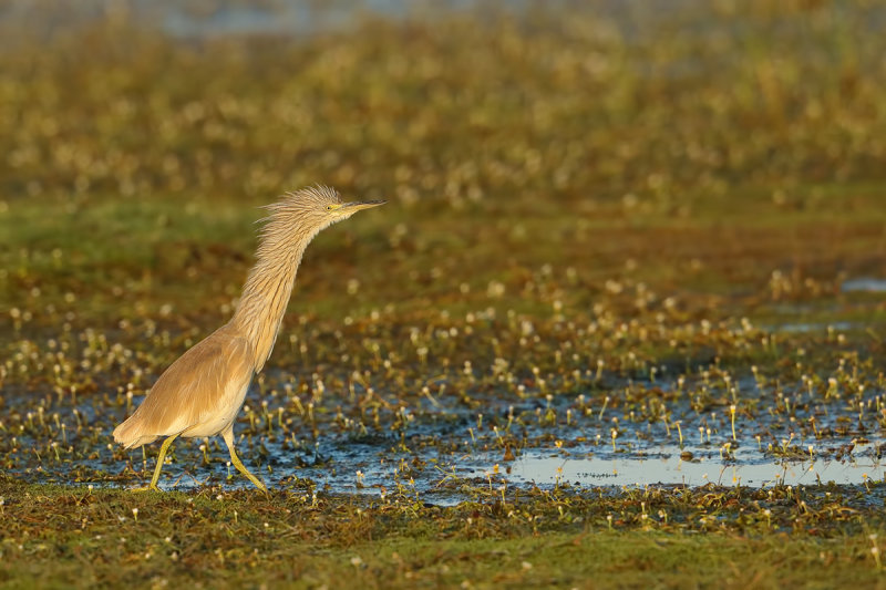 Squacco Heron (Ardeola ralloides)