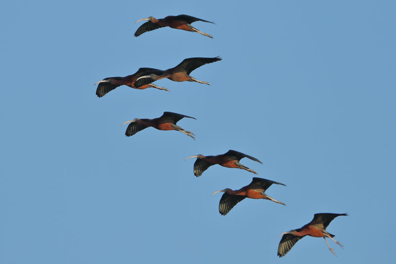 Glossy Ibis (Plegadis falcinellus)