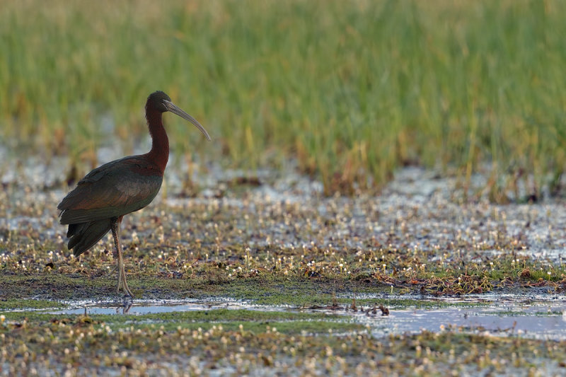 Glossy Ibis (Plegadis falcinellus)