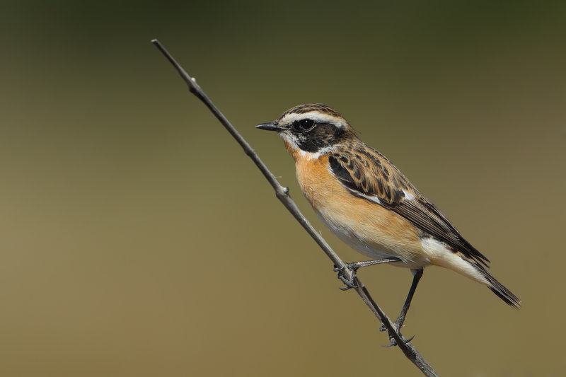 Whinchat (Saxicola rubetra)