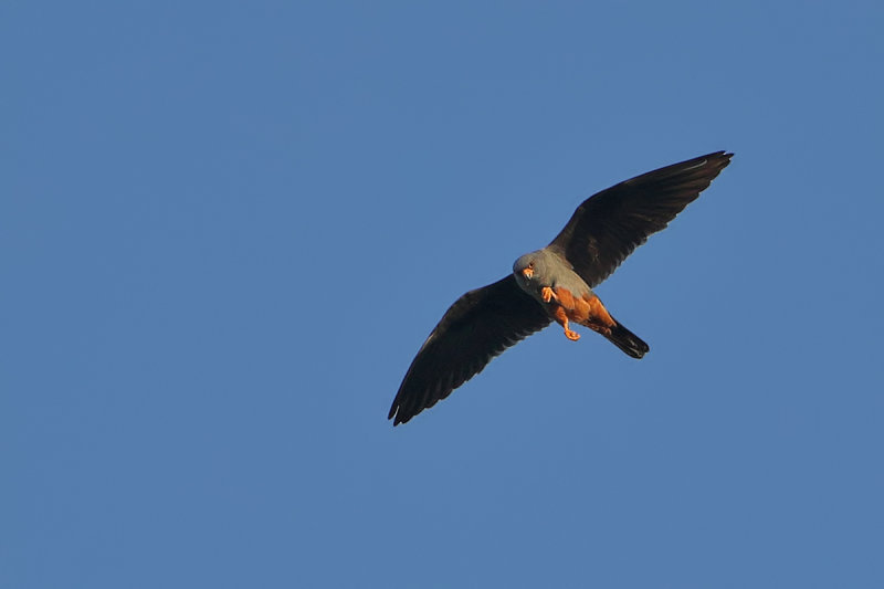 Red Footed Falcon (Falco vespertinus)