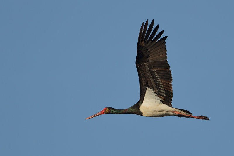 Black Stork  (Ciconia nigra)