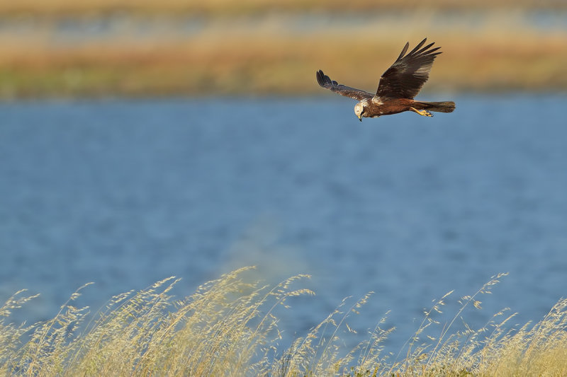 Western Marsh Harrier (Circus aeruginosus)