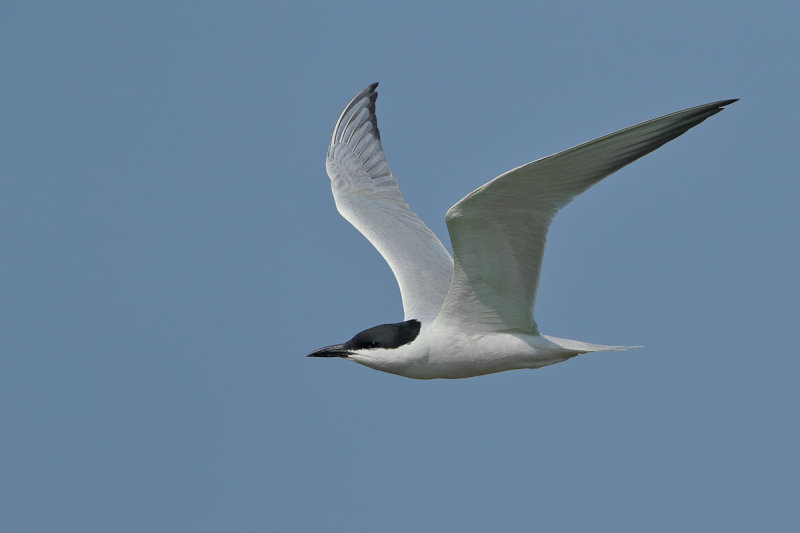 Gull-billed tern (Gelochelidon nilotica)