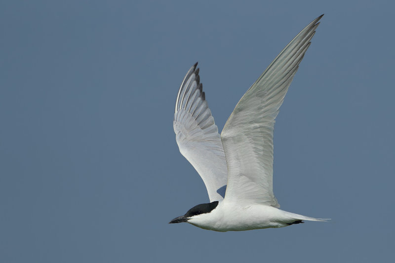 Gallery Gull-billed Tern