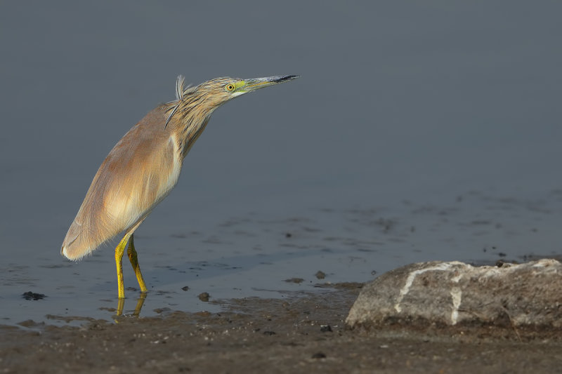 Squacco Heron (Ardeola ralloides)