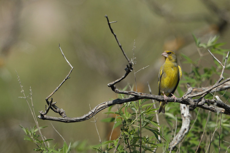 Greenfinch (Carduelis chloris)