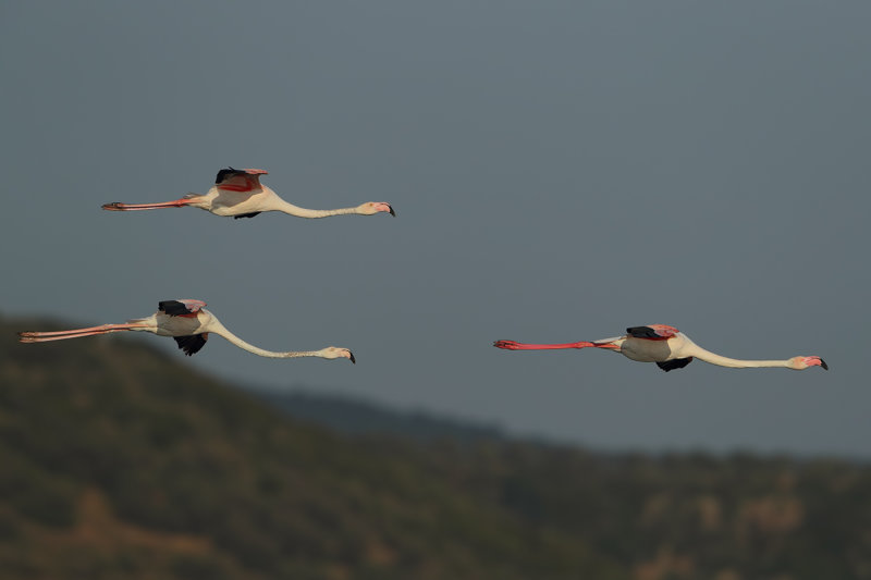 Greater Flamingo (Phoenicopterus roseus) 