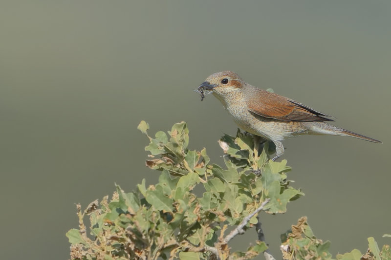 Red-backed Shrike (Lanius collurio)