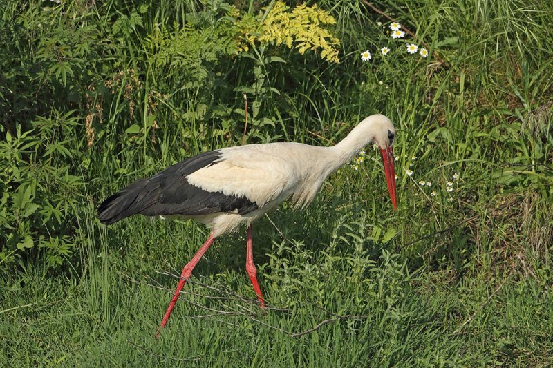 White Stork (Ciconia ciconia) 